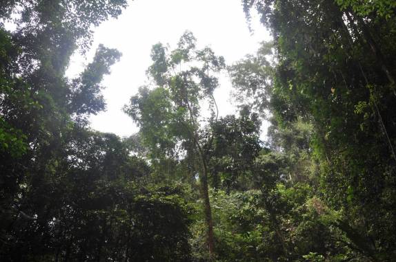 A densa mata tropical da Reserva Natural de Brownsberg, no Suriname